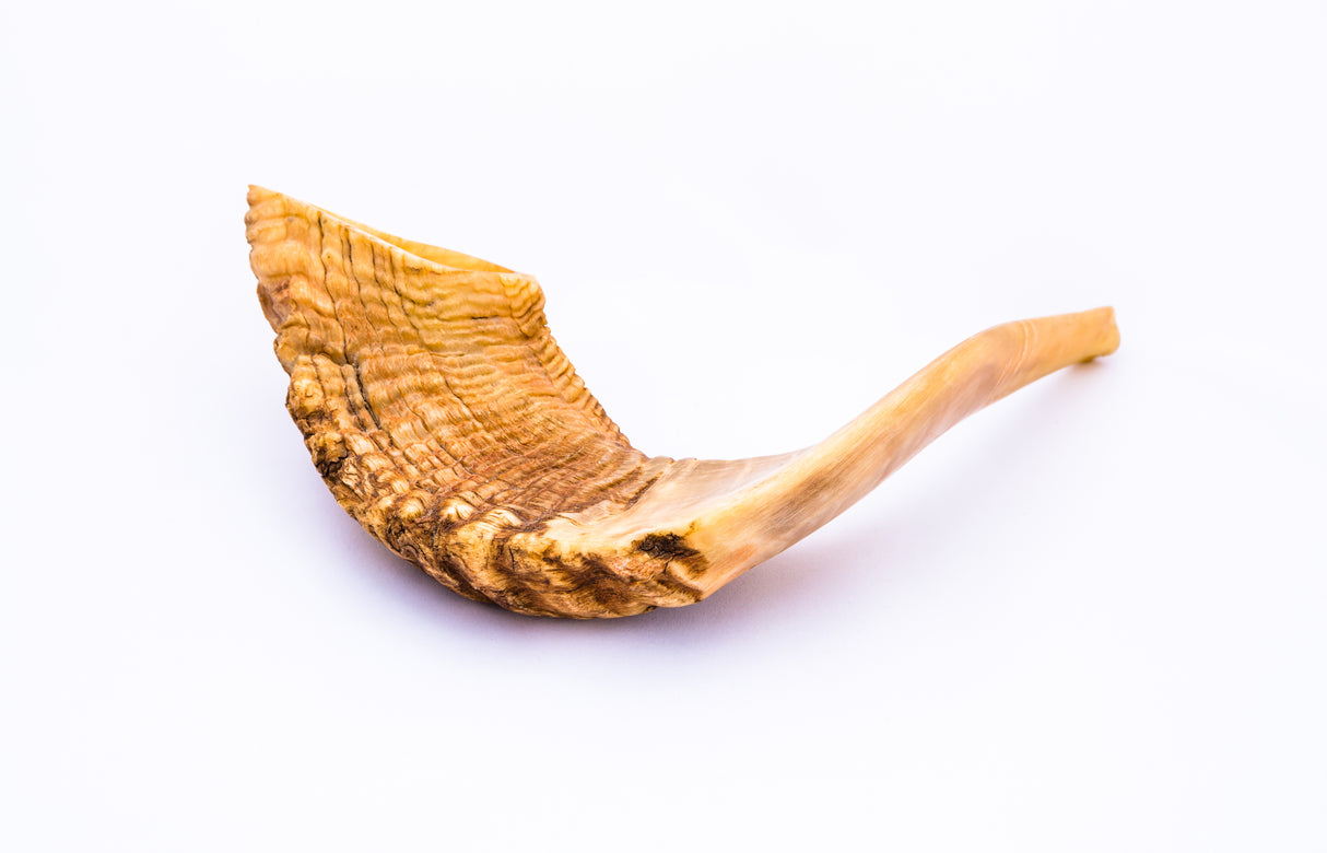 Shofar - 12"-14" - LEHADAR