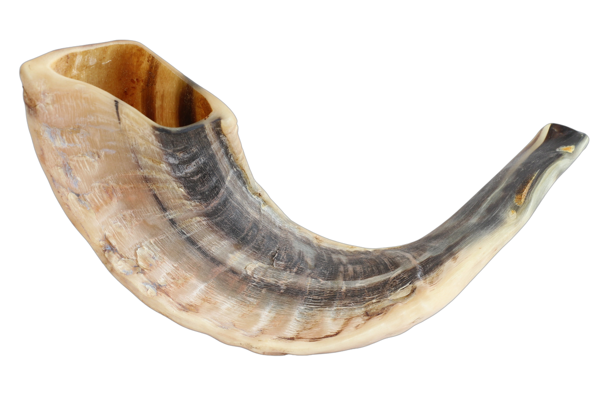 Mini Shofar - 8"-10" - LEHADAR