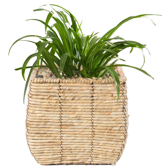 Woven Square Flower Pot Planter with Leak-Proof Plastic Lining - Medium - LEHADAR