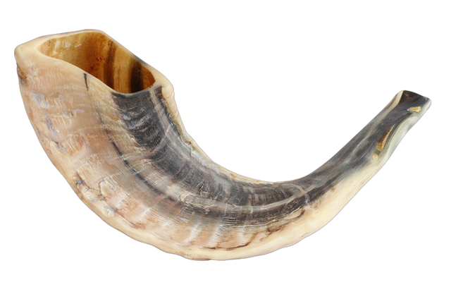 Mini Shofar - 8"-10" - LEHADAR